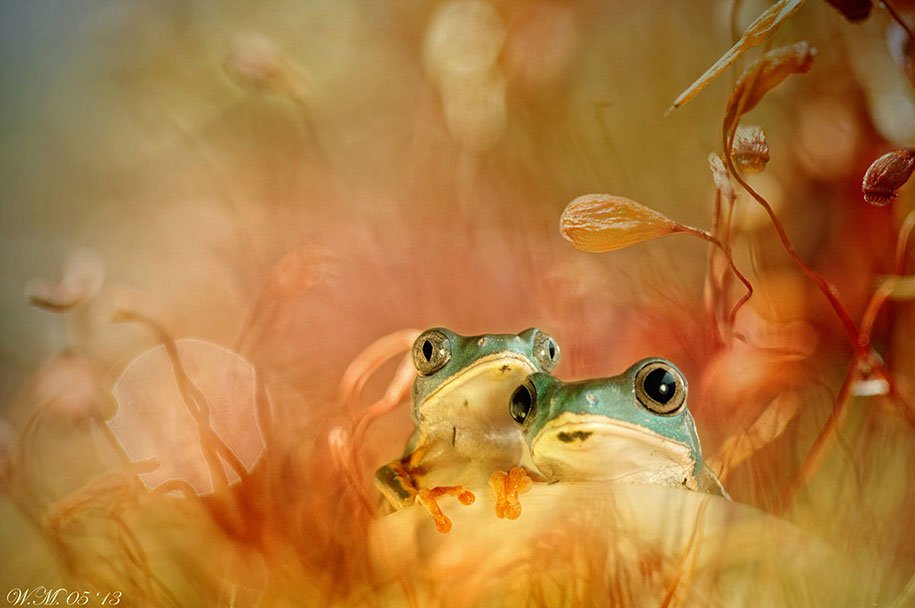 The tempting world of frogs in the macrophotography of Wil Mijer