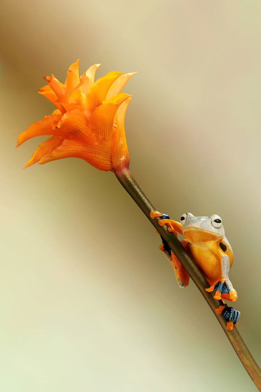 The tempting world of frogs in the macrophotography of Wil Mijer