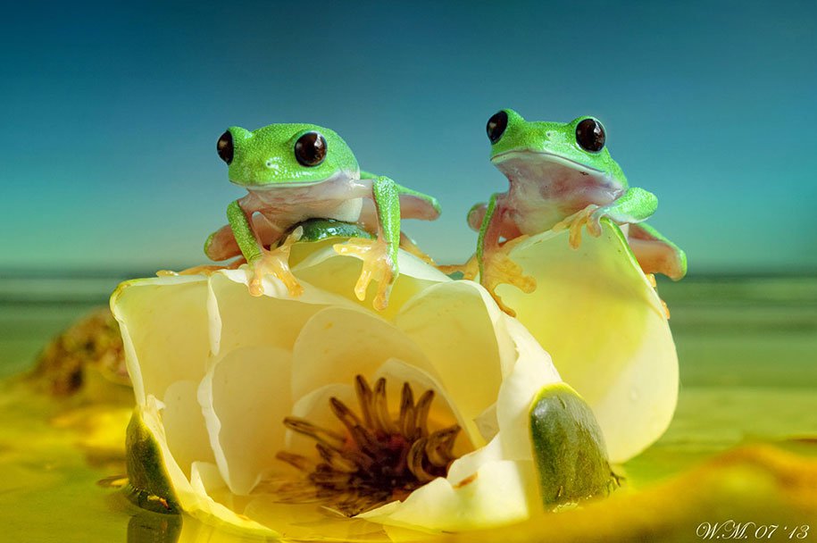 The tempting world of frogs in the macrophotography of Wil Mijer