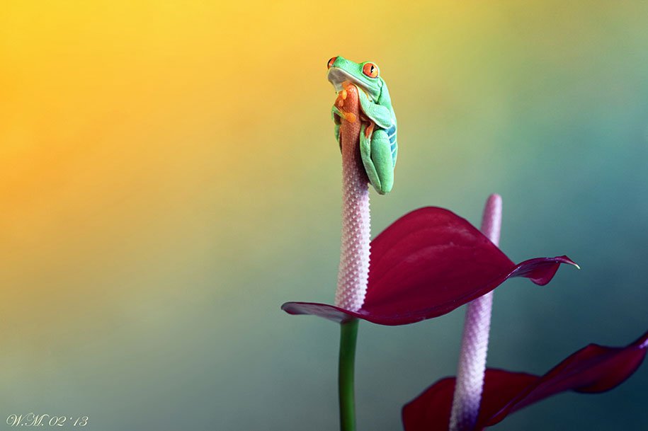 The tempting world of frogs in the macro image of Wil Mijer