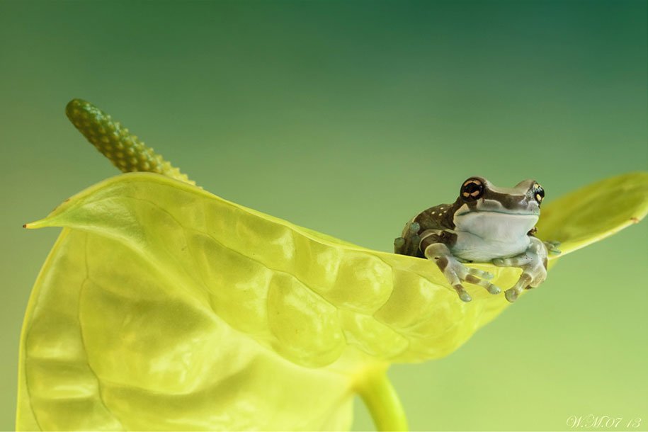 The tempting world of frogs in the macrophotography of Wil Mijer