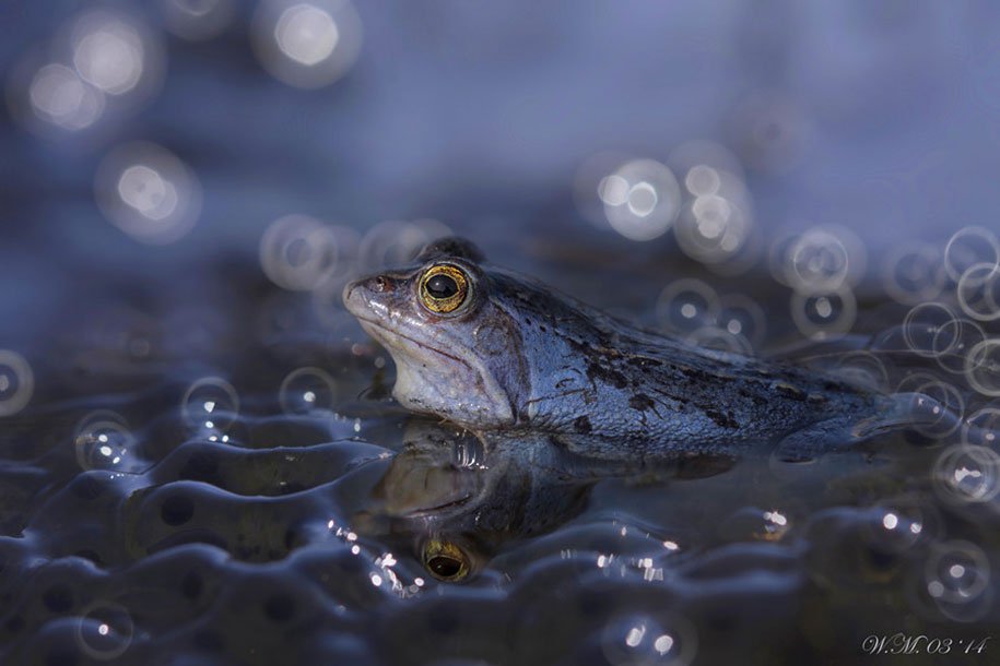 The tempting world of frogs in the macrophotography of Wil Mijer