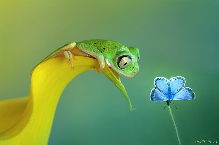 The tempting world of frogs in the macrophotography of Wil Mijer