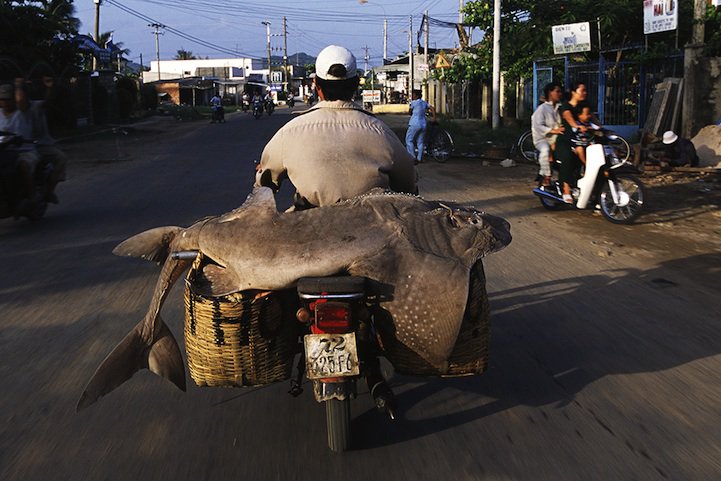 Фотосерія & laquo; Мотоцикли тягаря & raquo; (Bikes of Burden)