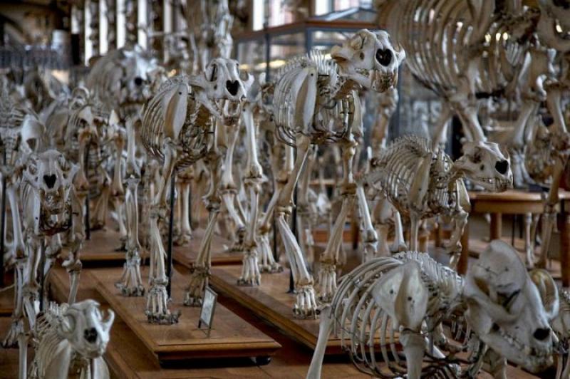 The Skeleton Parade The Gallery of Paleontology and Comparative Anatomy at the National Museum of Natural History of France has one essential distinctive feature, which we want to tell about.</p>