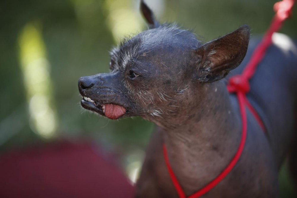 The most ugly dog ​​in the world