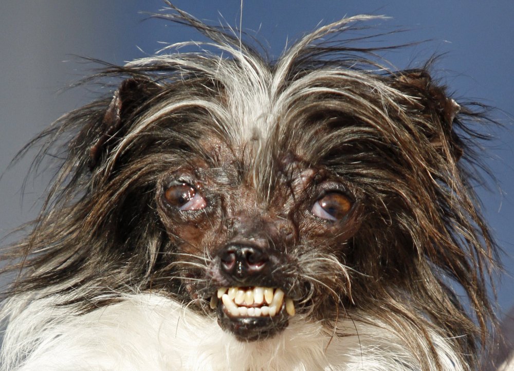 The most ugly dog ​​in the world