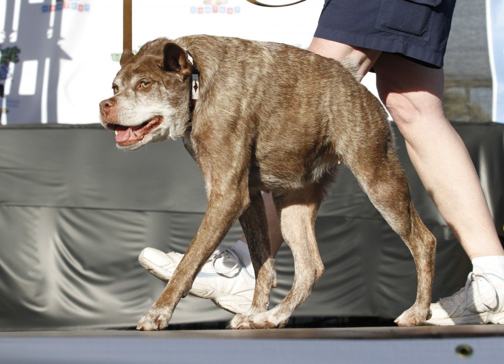 Найбільша потворна собака у світі