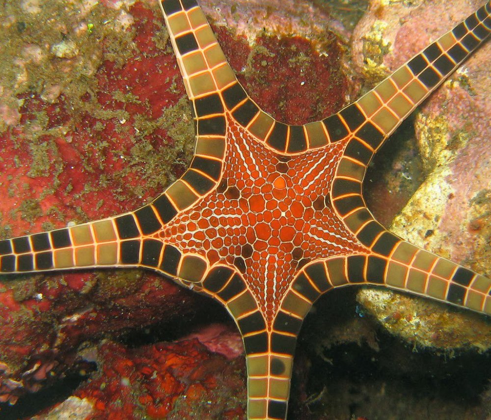Iconaster longimanus - a double starfish
