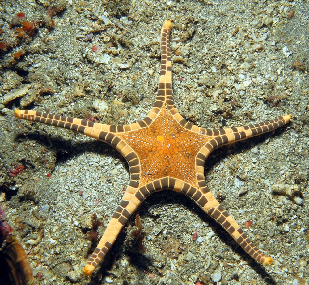 Iconaster longimanus - здвоєна морська зірка