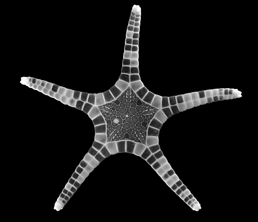 Iconaster longimanus - double starfish