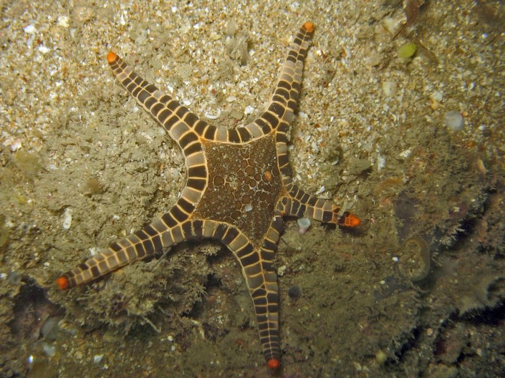 Iconaster longimanus - сдвоенная морская звезда