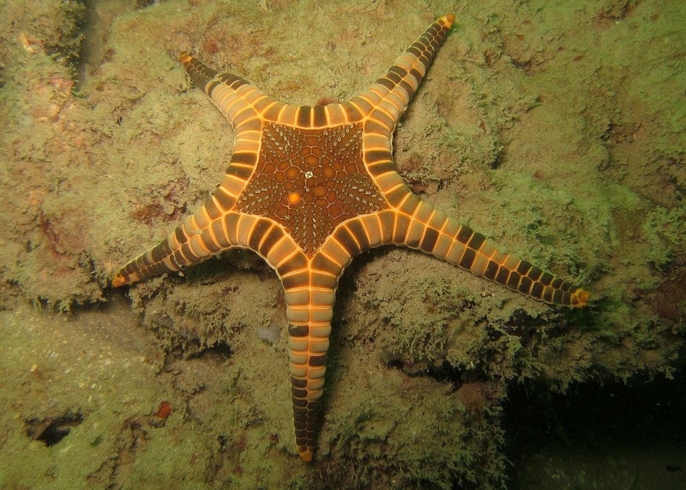 Iconaster longimanus - a double starfish