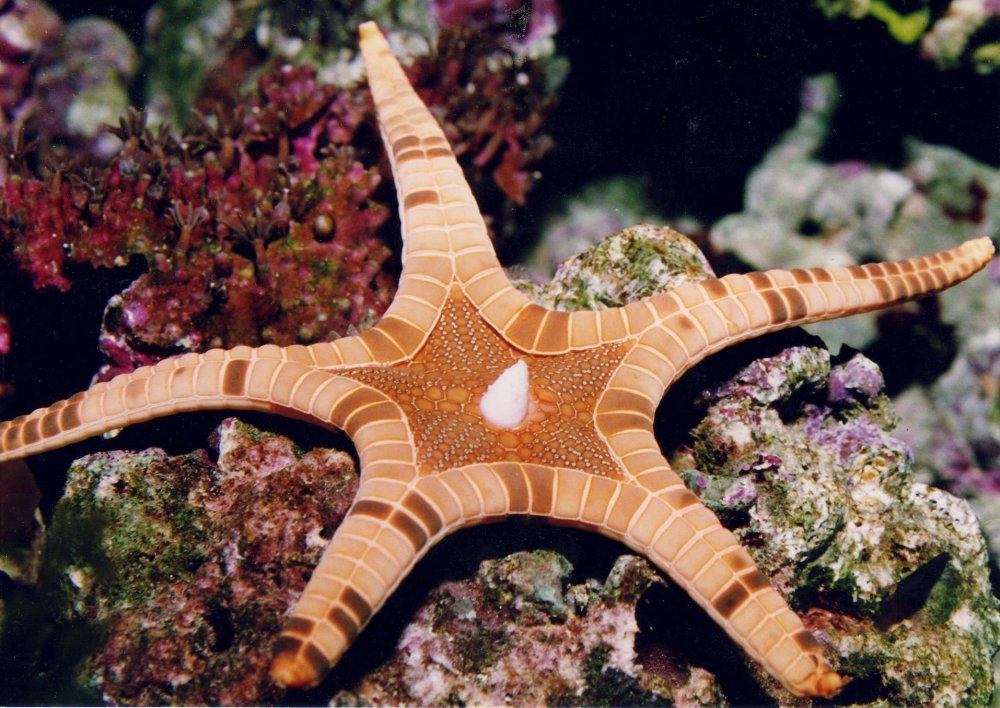 Iconaster longimanus - double starfish