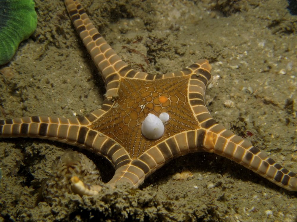 Iconaster longimanus - сдвоенная морская звезда