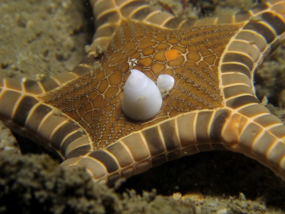 Iconaster longimanus - a double starfish