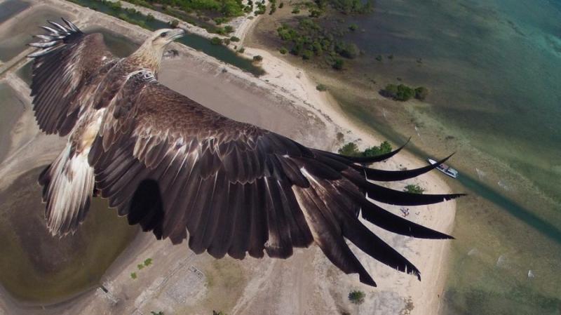 Переможці конкурсу фотографій, зроблених безпілотними апаратами