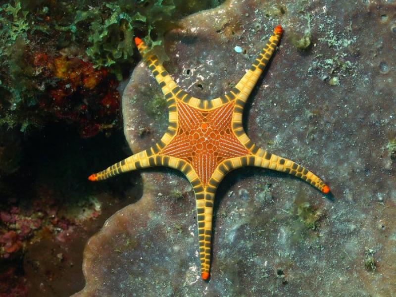 Iconaster longimanus – сдвоенная морская звезда