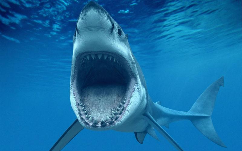 The jaws return. The most dangerous shark beaches of the world