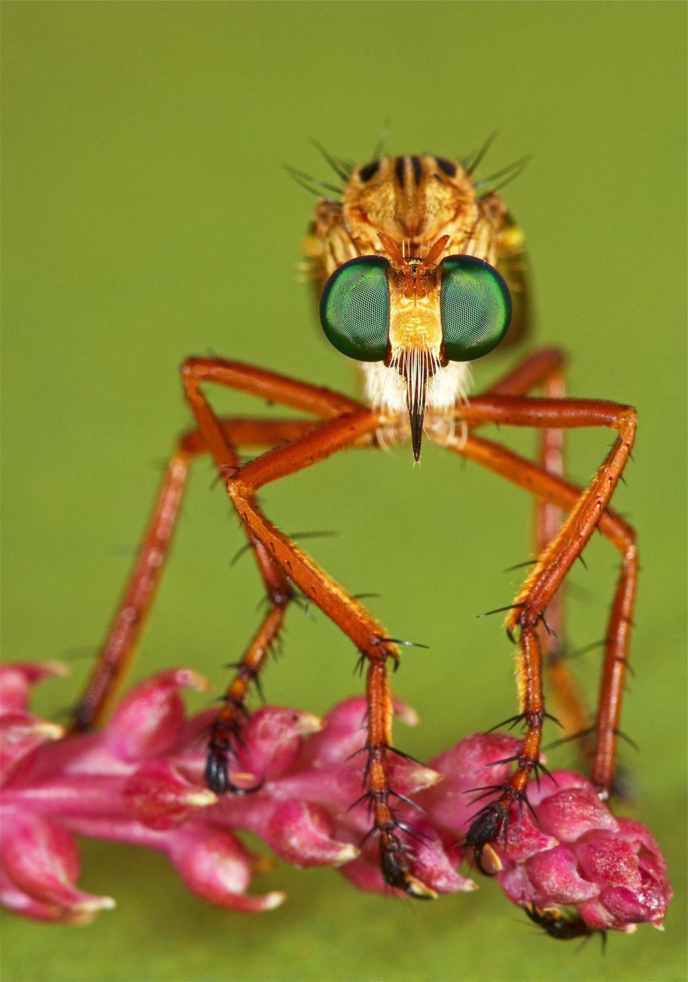 Все победители фотоконкурса Focus on Nature 2014