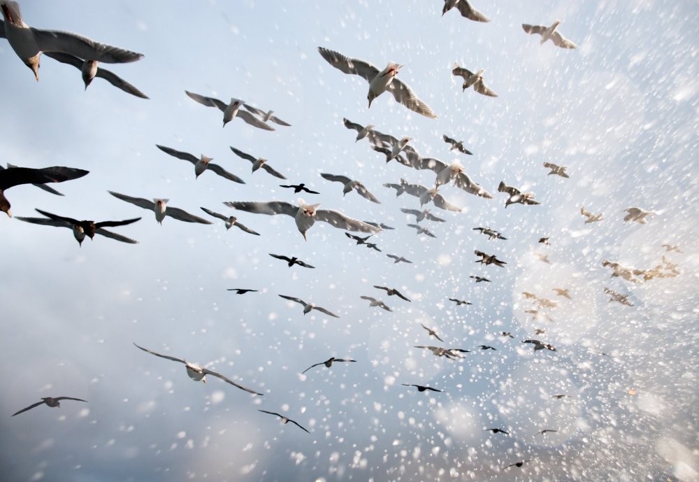 Everyday life of Alaska croakers