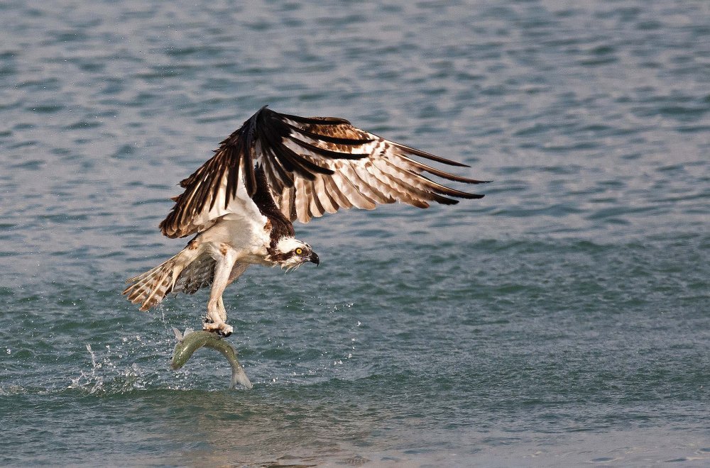 All winners of the photo contest Focus on Nature 2014