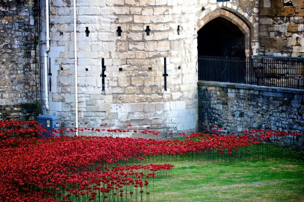 888 thousand poppies of the Castle Tower