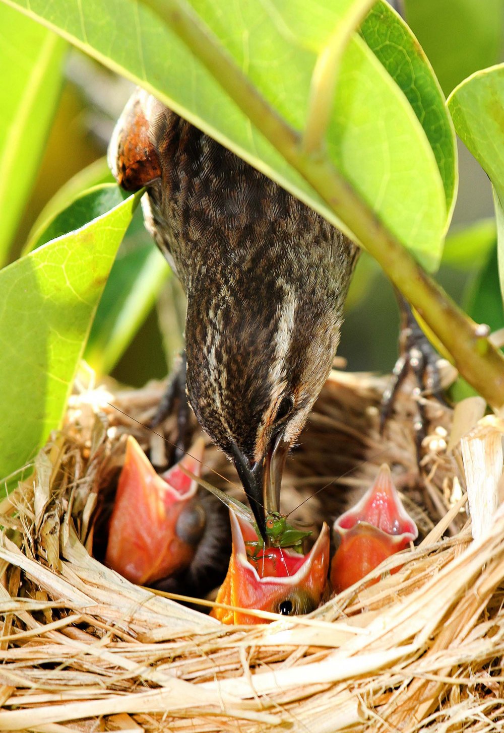 All the winners of the photo contest Focus on Nature 2014