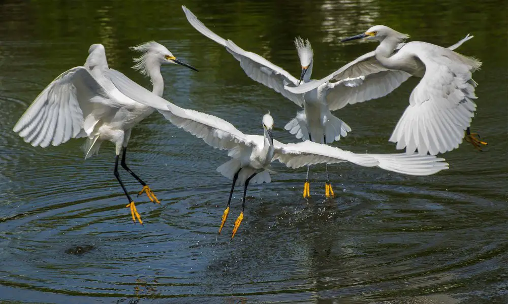 Все победители фотоконкурса Focus on Nature 2014