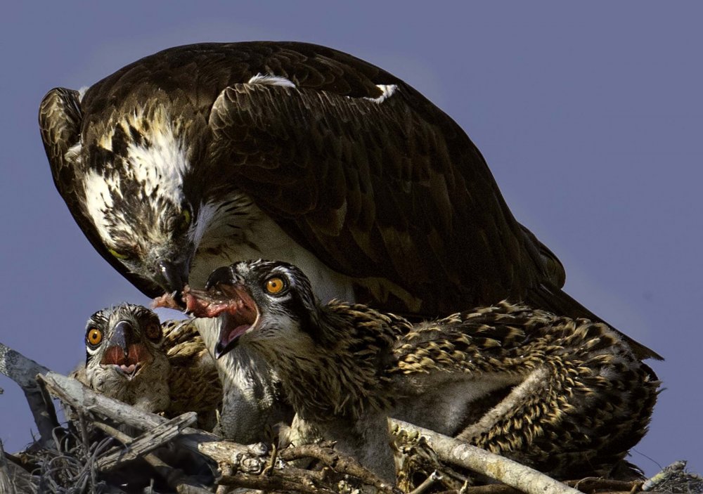 Все победители фотоконкурса Focus on Nature 2014