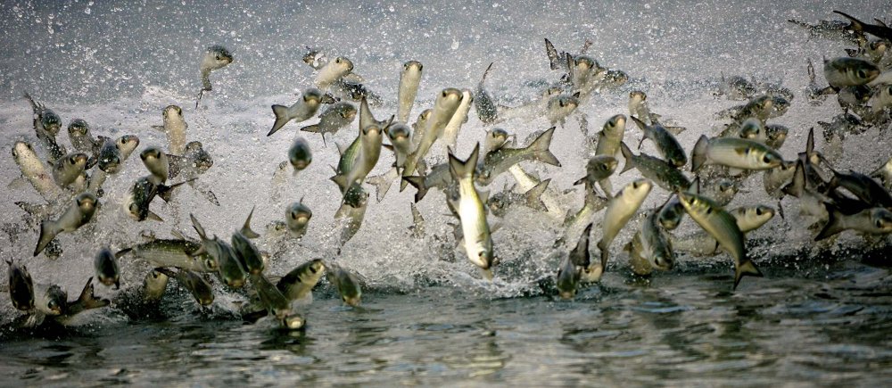 All winners of the photo contest Focus on Nature 2014