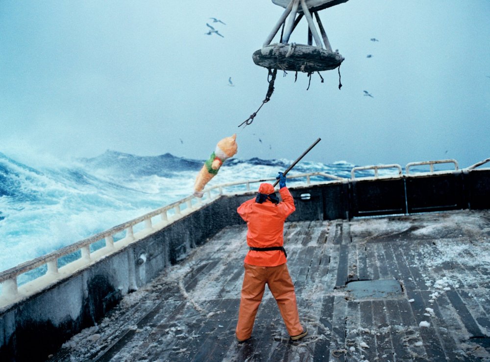 Everyday life of Alaska croakers