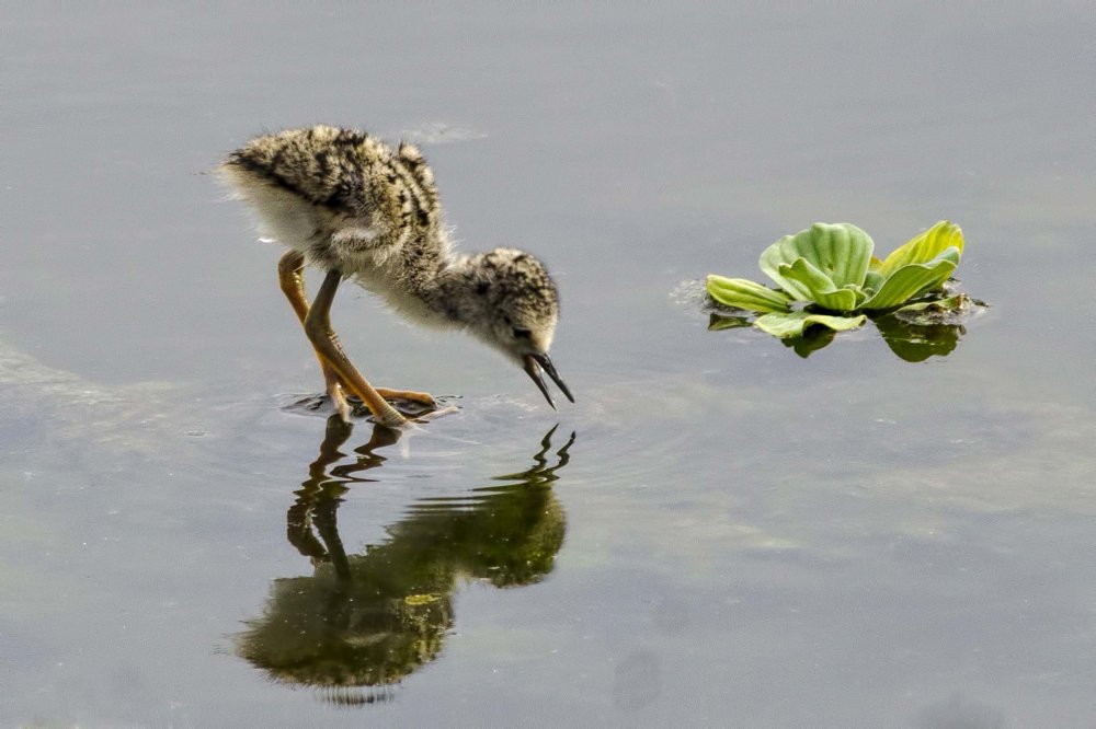 All winners of the photo competition Focus on Nature 2014