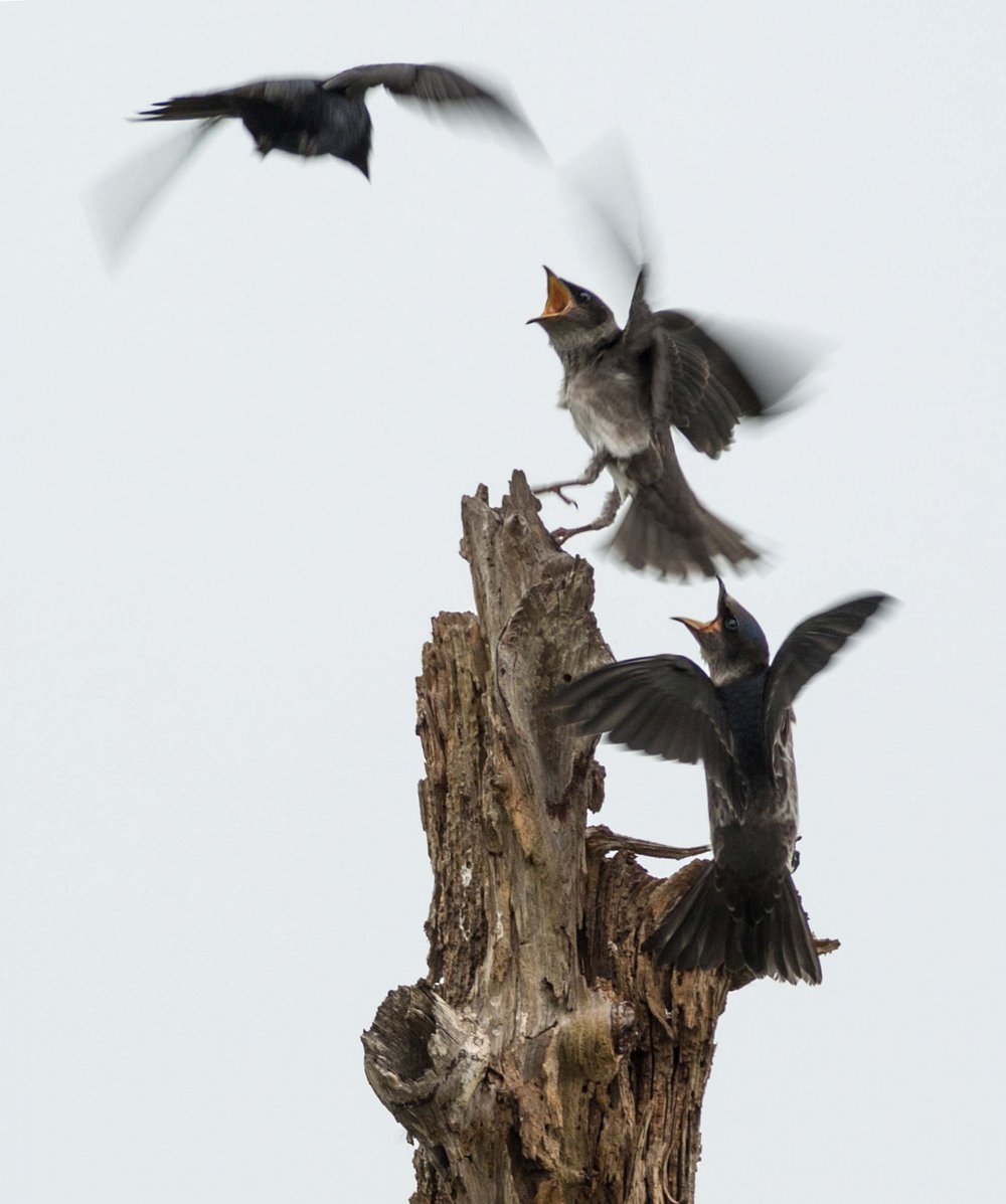 All winners of the photo contest Focus on Nature 2014