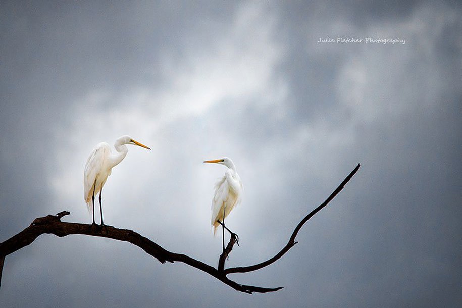 Natural landscapes of Julie Fletcher