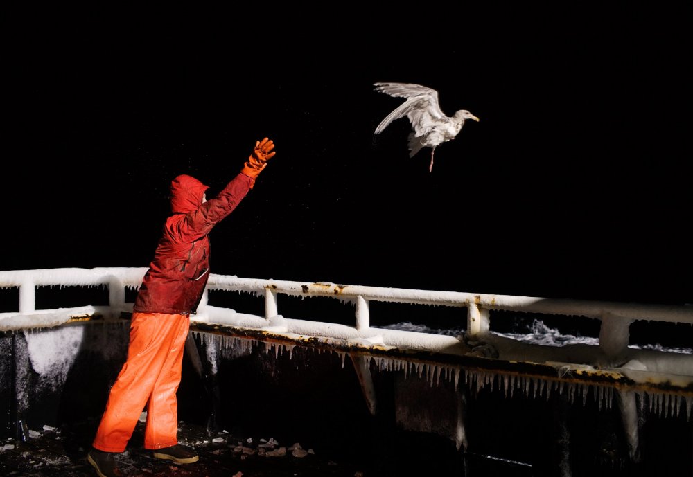 Everyday life of Alaska croakers