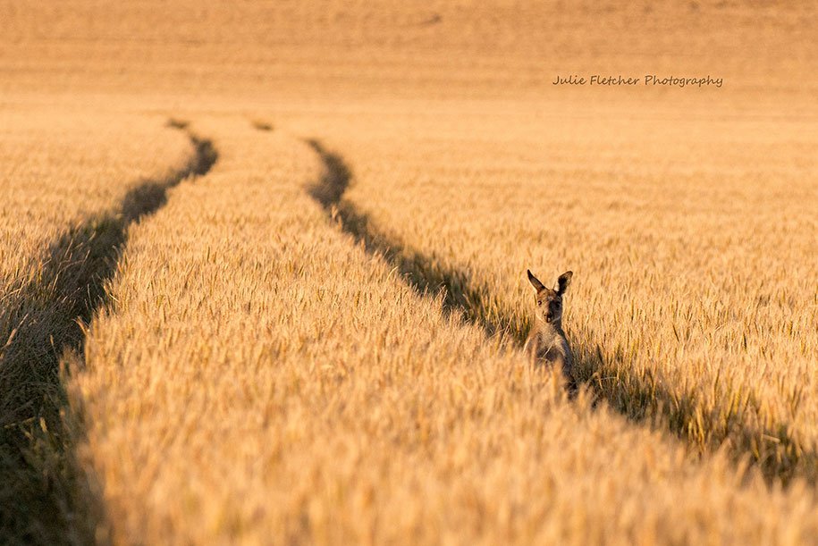 Natural landscapes of Julie Fletcher