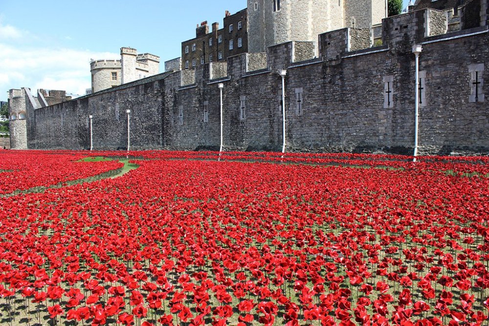 888 thousand poppies of the Castle Tower