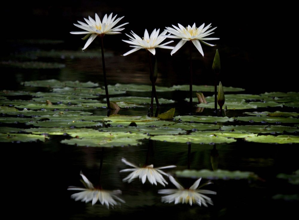 All winners of the photo contest Focus on Nature 2014