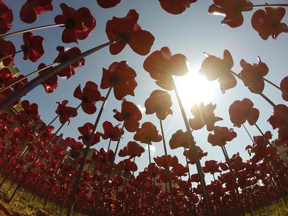 888 thousand poppies of the Castle Tower