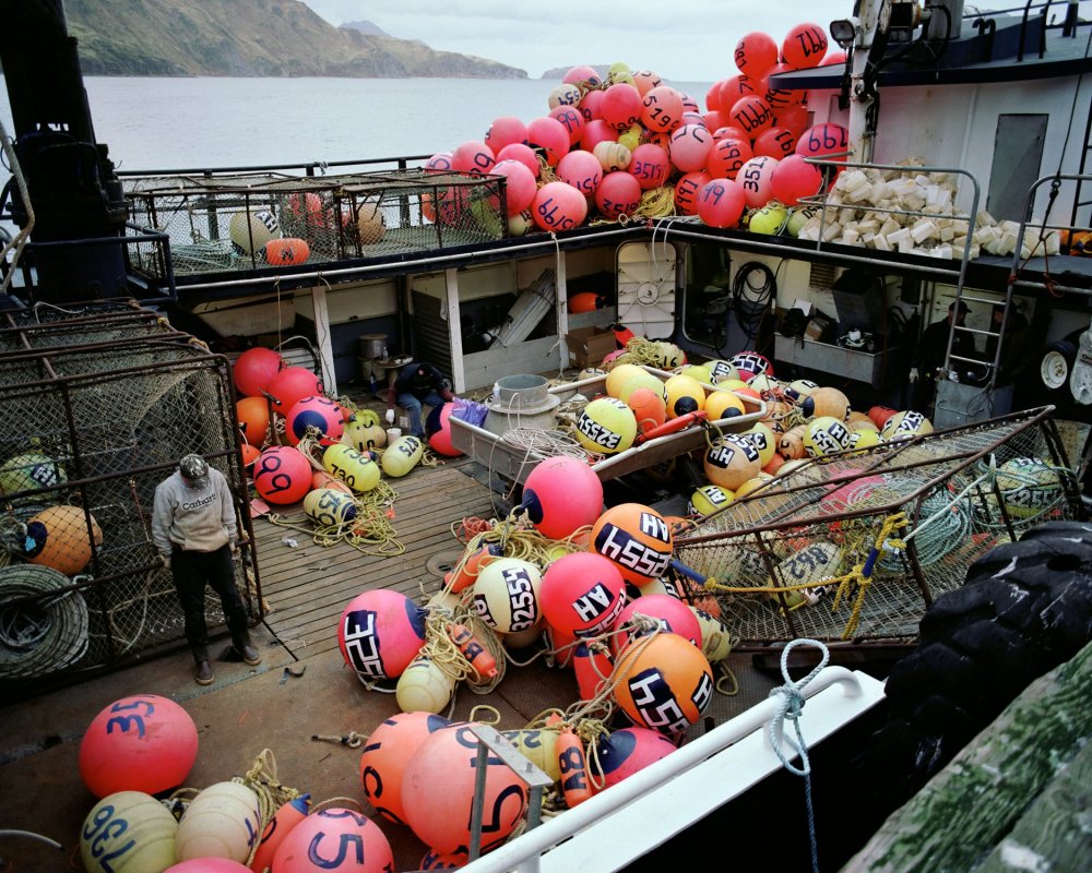 Everyday life of Alaska croakers