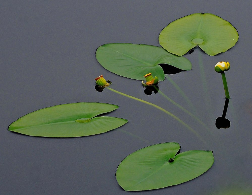 All winners of the photo contest Focus on Nature 2014