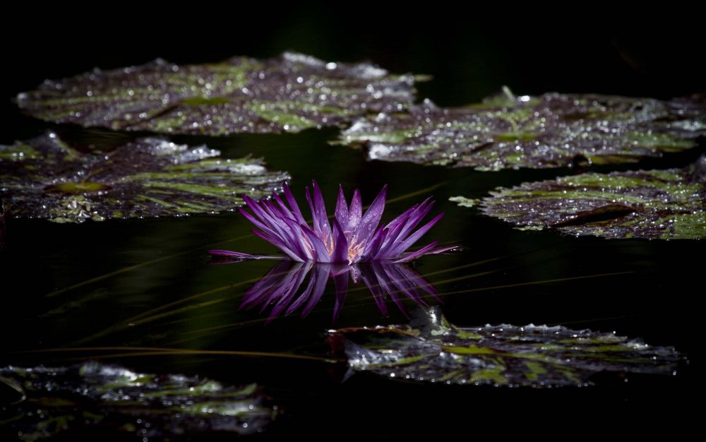 Все победители фотоконкурса Focus on Nature 2014