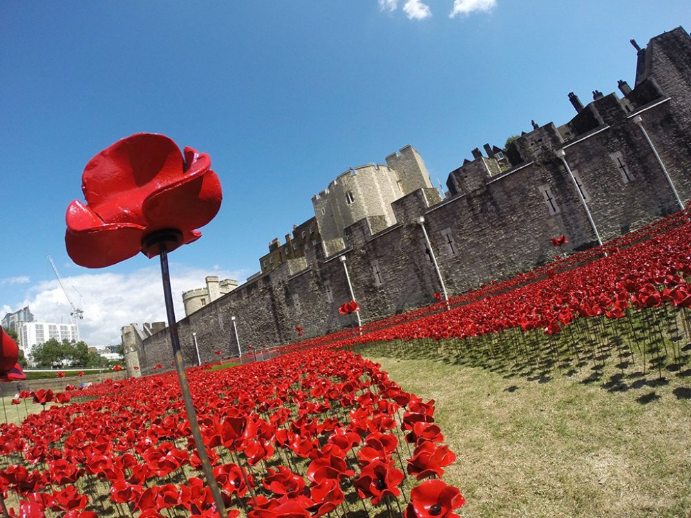 888 thousand poppies of the castle of the Tower