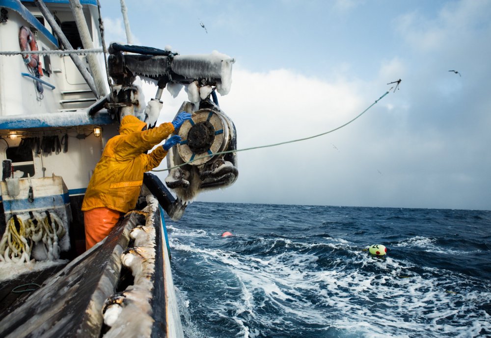 Everyday life of Alaska croakers