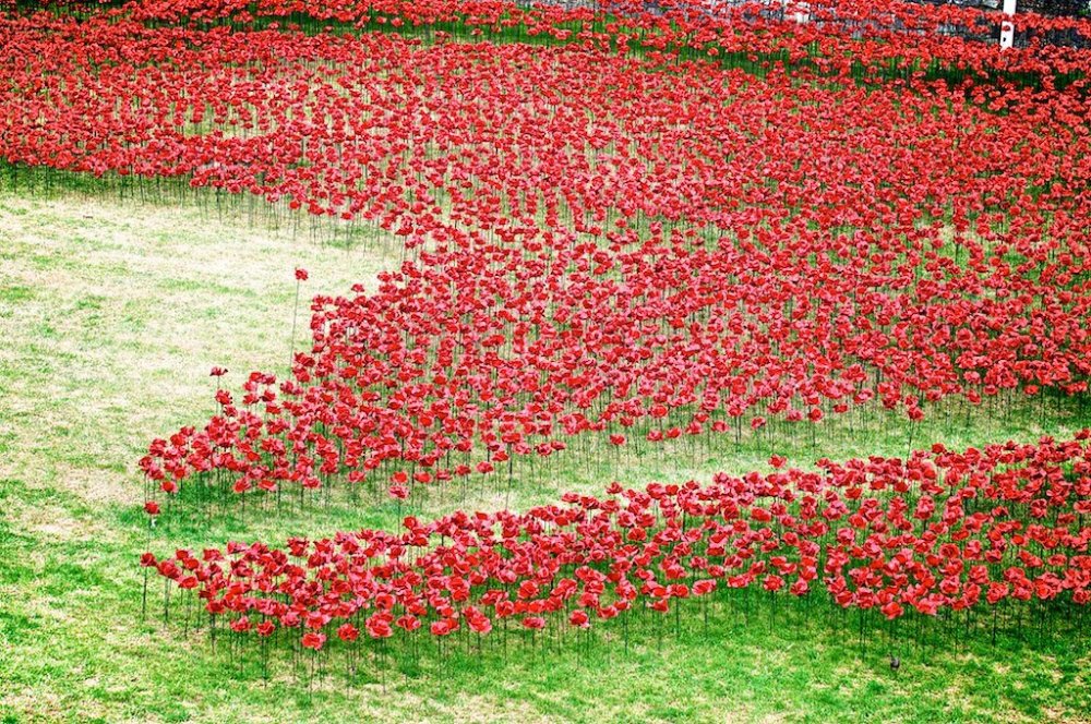 888 thousand poppies of the Castle Tower