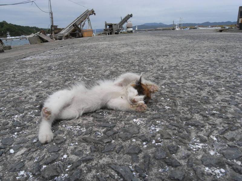 Cat's paradise. How the Japanese island turned into a city of tailed rat-catchers