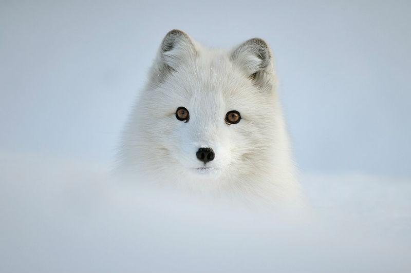 Foxes. Perhaps the best animals in the world