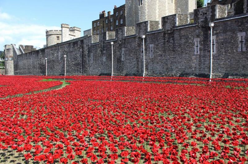 888 thousand poppies of the castle of Tower