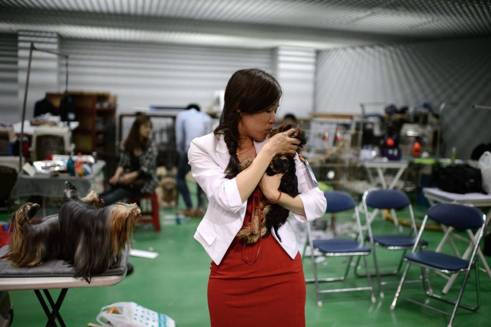 Dog Show in South Korea